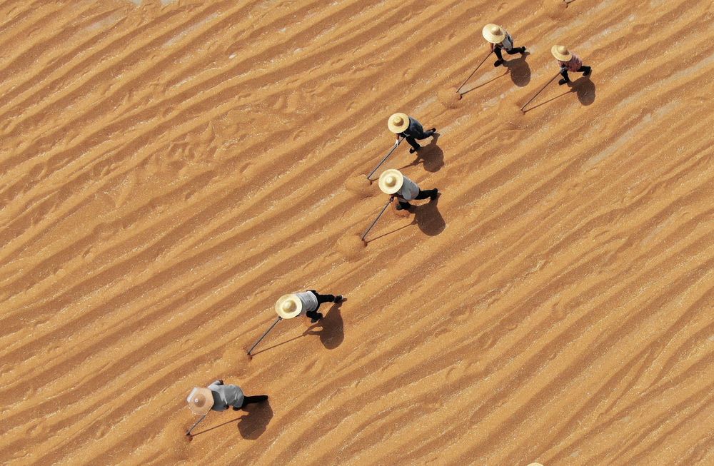 Grain Drying in Sun to Storage